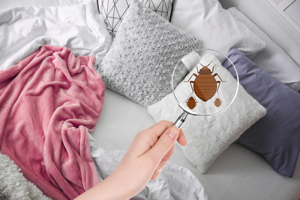 Bed bug seen using a magnifying glass