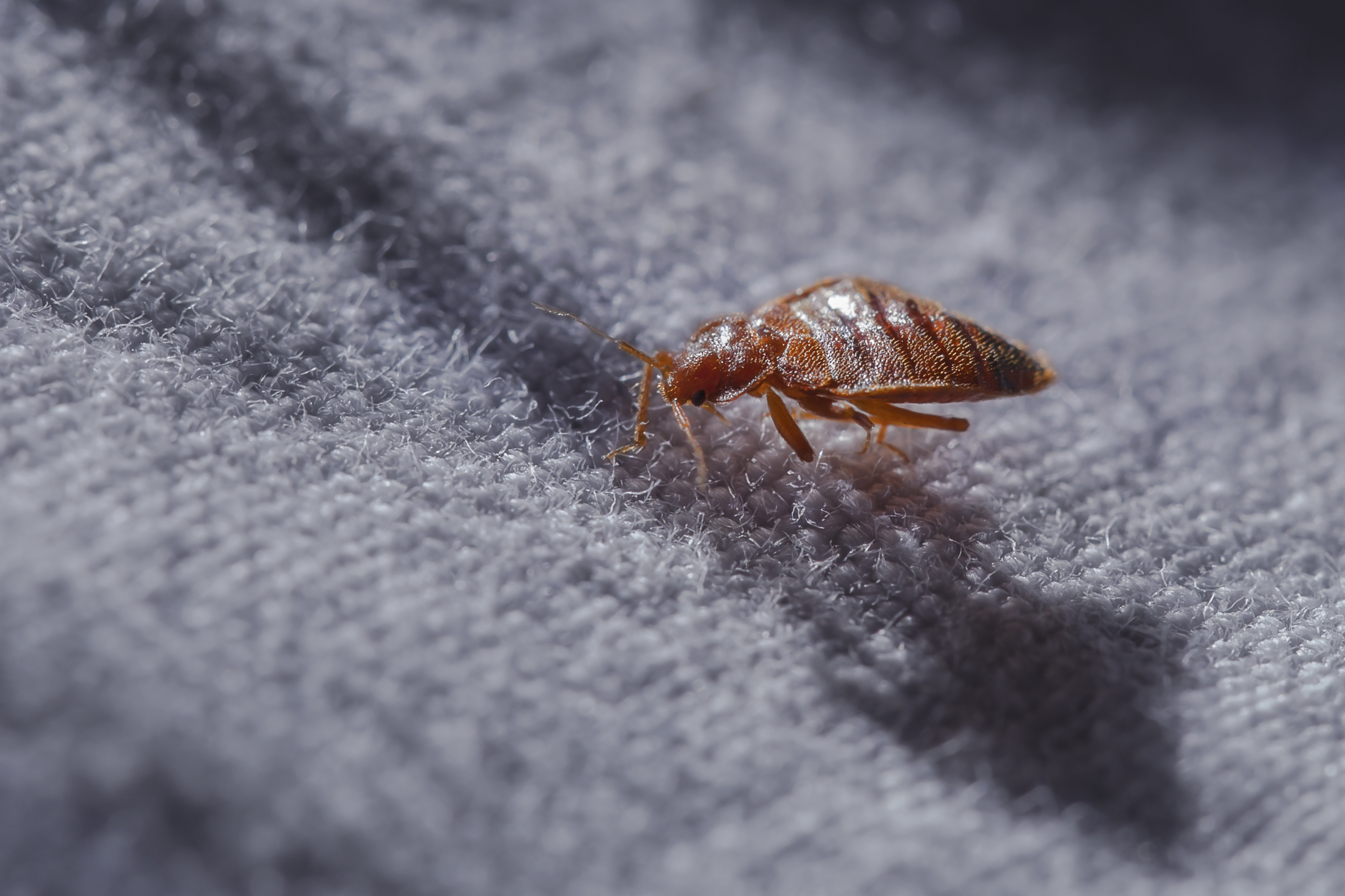 Кто ест клопов. Постельный клоп Cimex lectularius (личинки, нимфы). Клоп постельный кровососущий паразит.