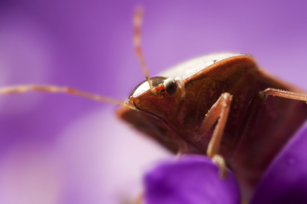 Close up of a bed bug