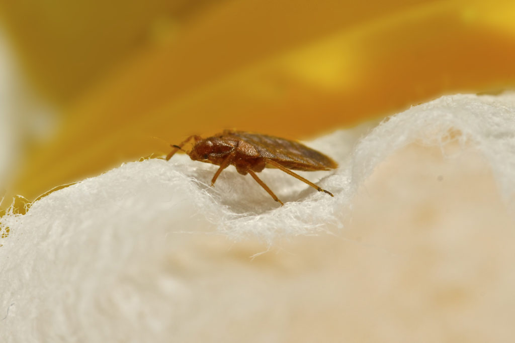 close-up image of a bed bug
