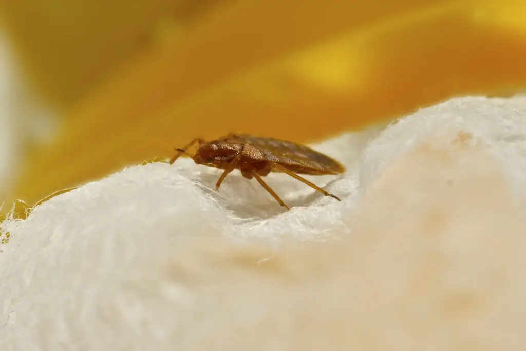 close-up image of a bed bug