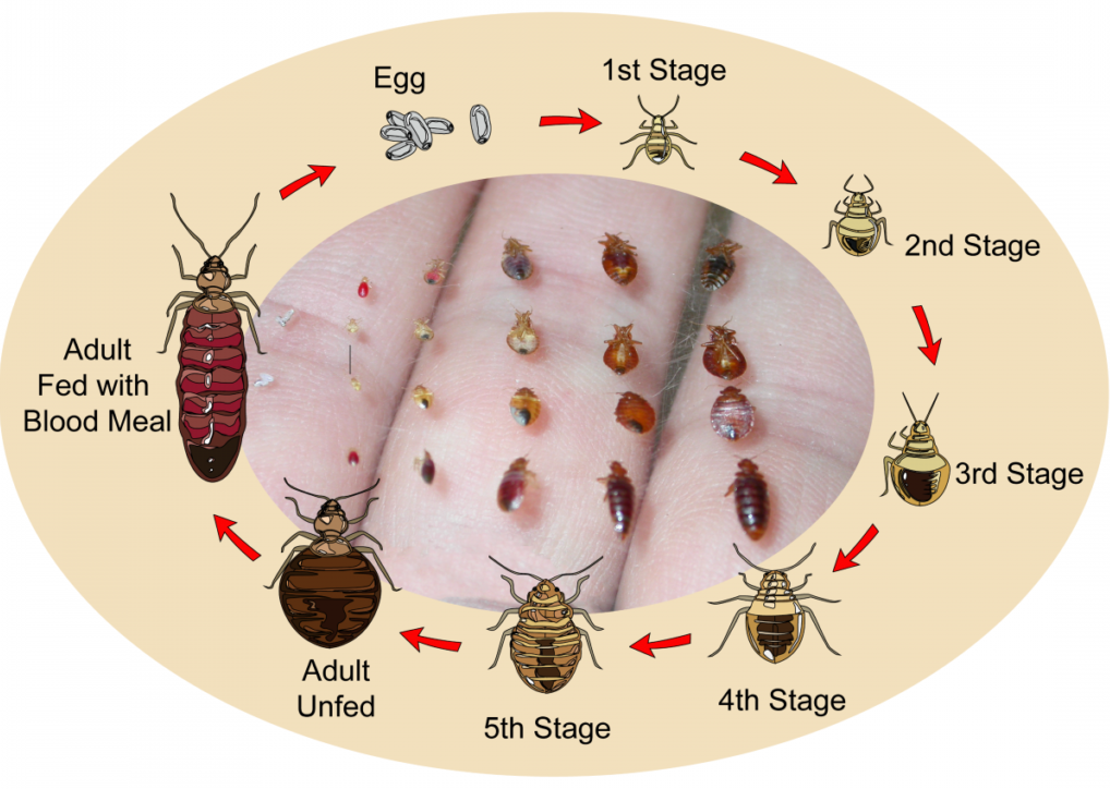 do bed bugs travel up or down