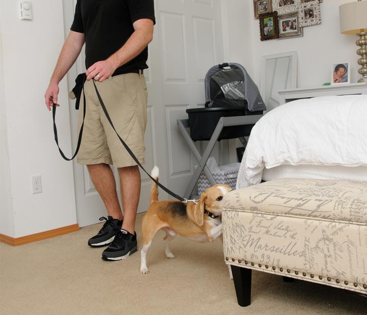 canine bed bug inspection