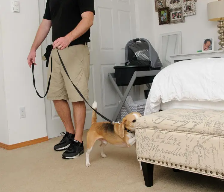 Certified bed bug detection dog sniffing mattress during inspection