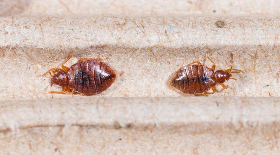 How Can You Tell If You Have Bed Bugs 10 Major Warning Signs