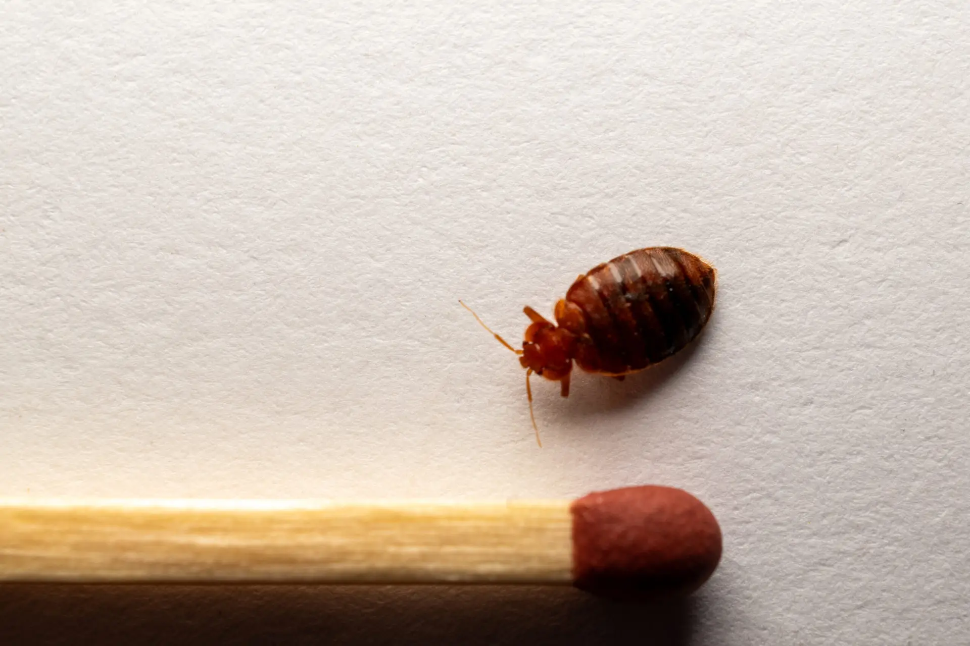 Adult bed bug close-up Federal Way WA