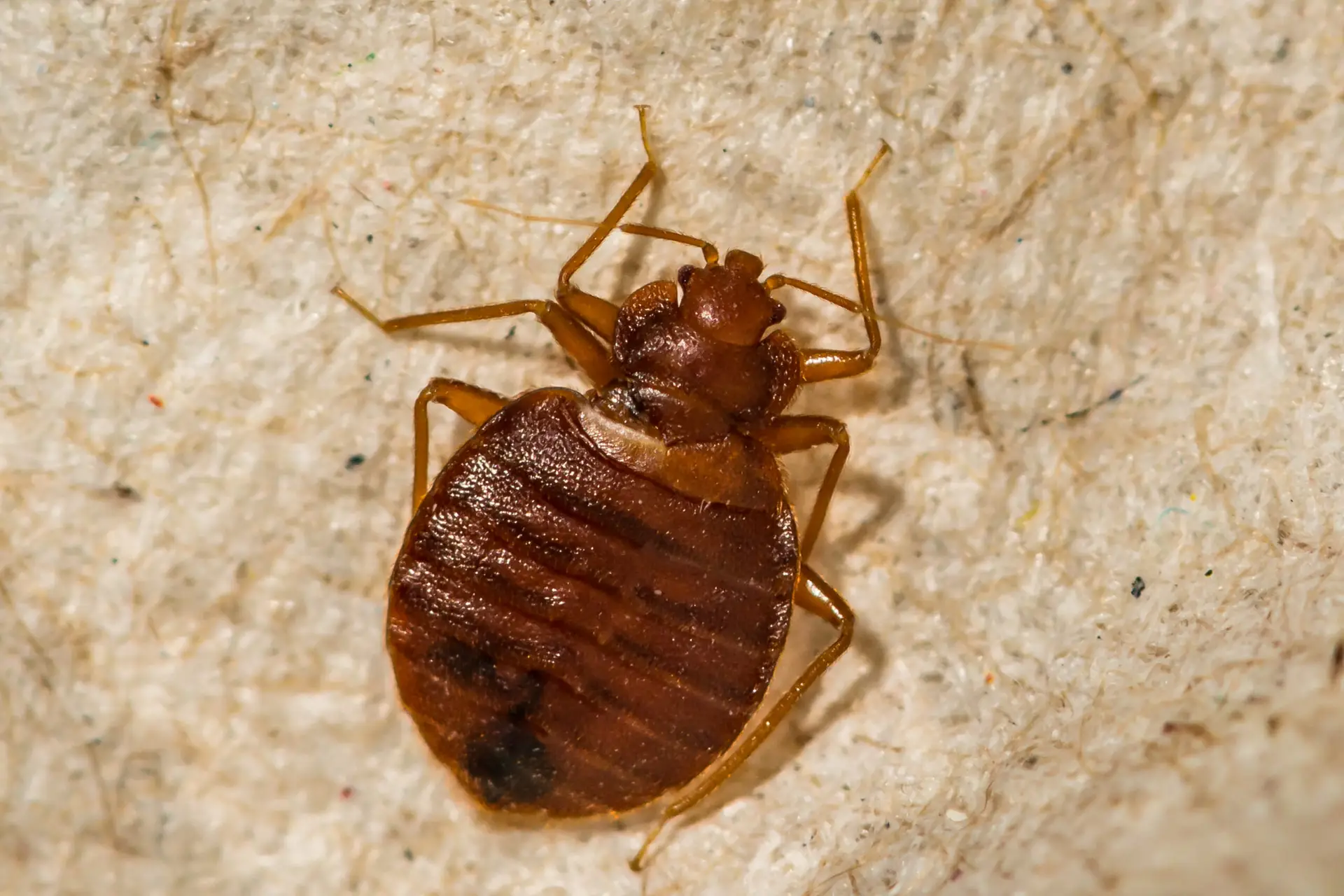 Adult bed bug on fabric compared to fleas and carpet beetles for identification