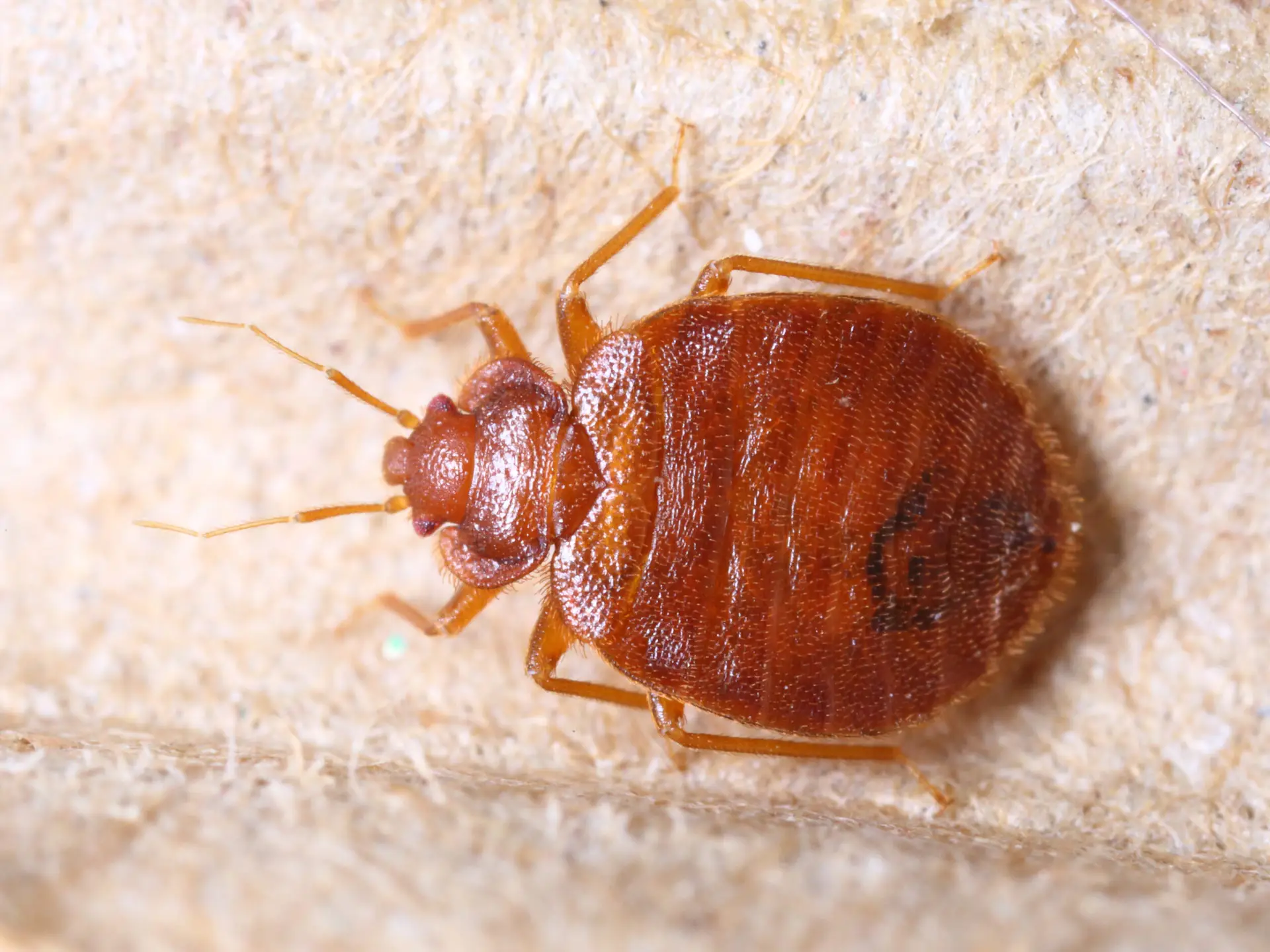 Close-up of adult bed bug on mattress fabric for identification