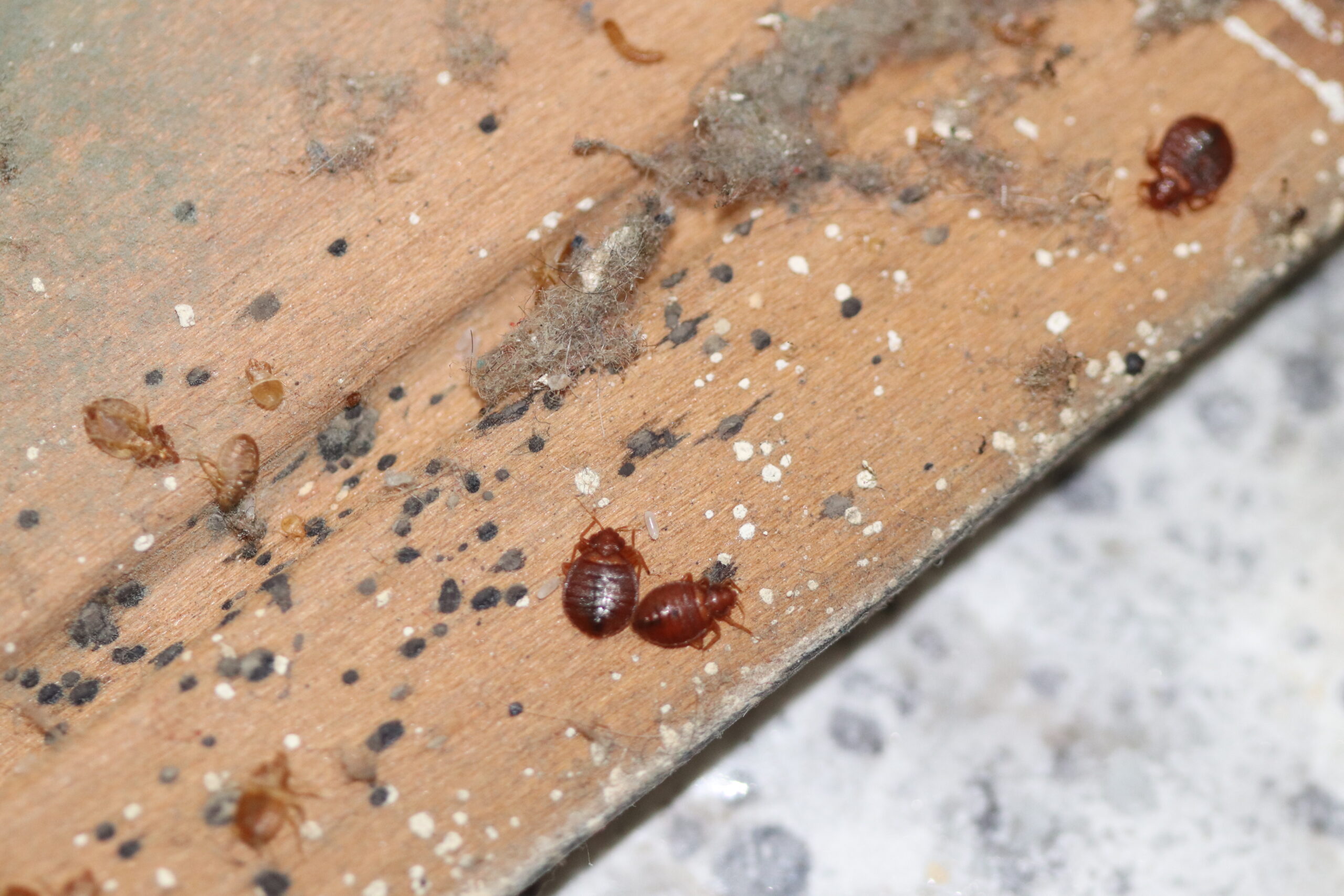 Cluster of live bed bugs, nymphs, eggs, and fecal matter on mattress edge showing severe infestation