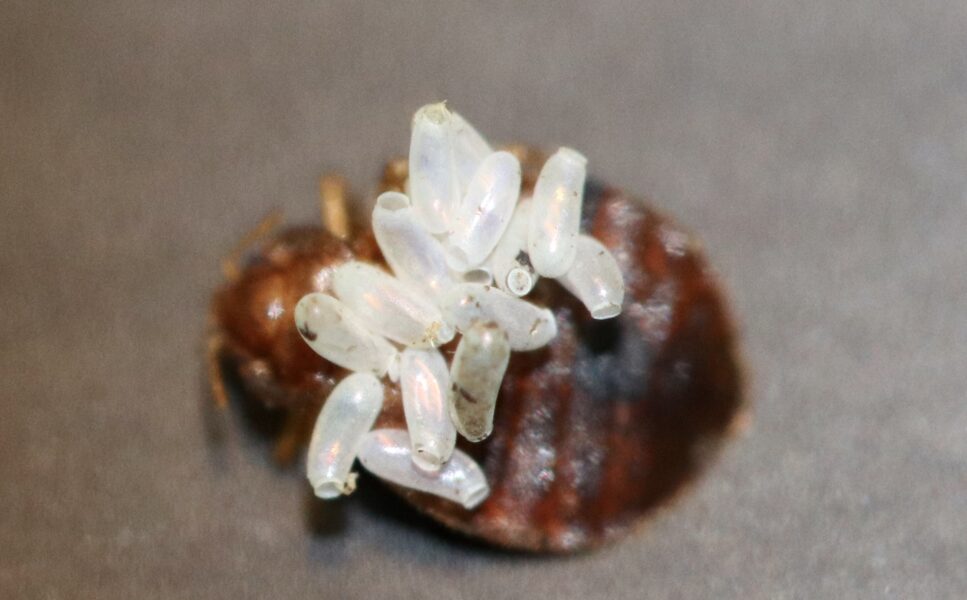 Cluster of white bed bug eggs on wooden surface - Custom Bedbug Inc King County Washington breeding evidence