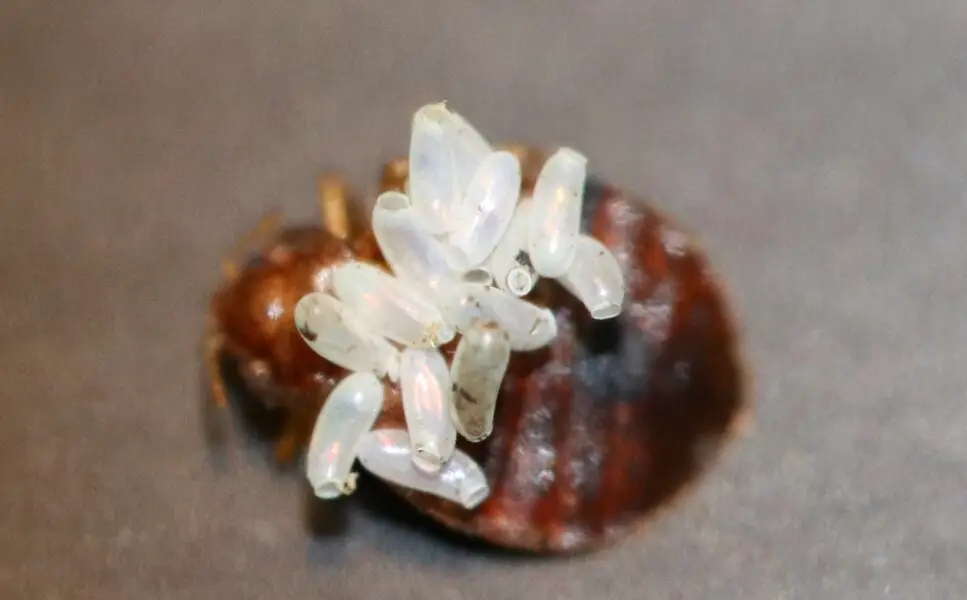 Bed bug eggs on wood surface