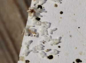 Bed bug eggs and black fecal spots on white fabric surface - Custom Bedbug Inc King County Washington infestation signs