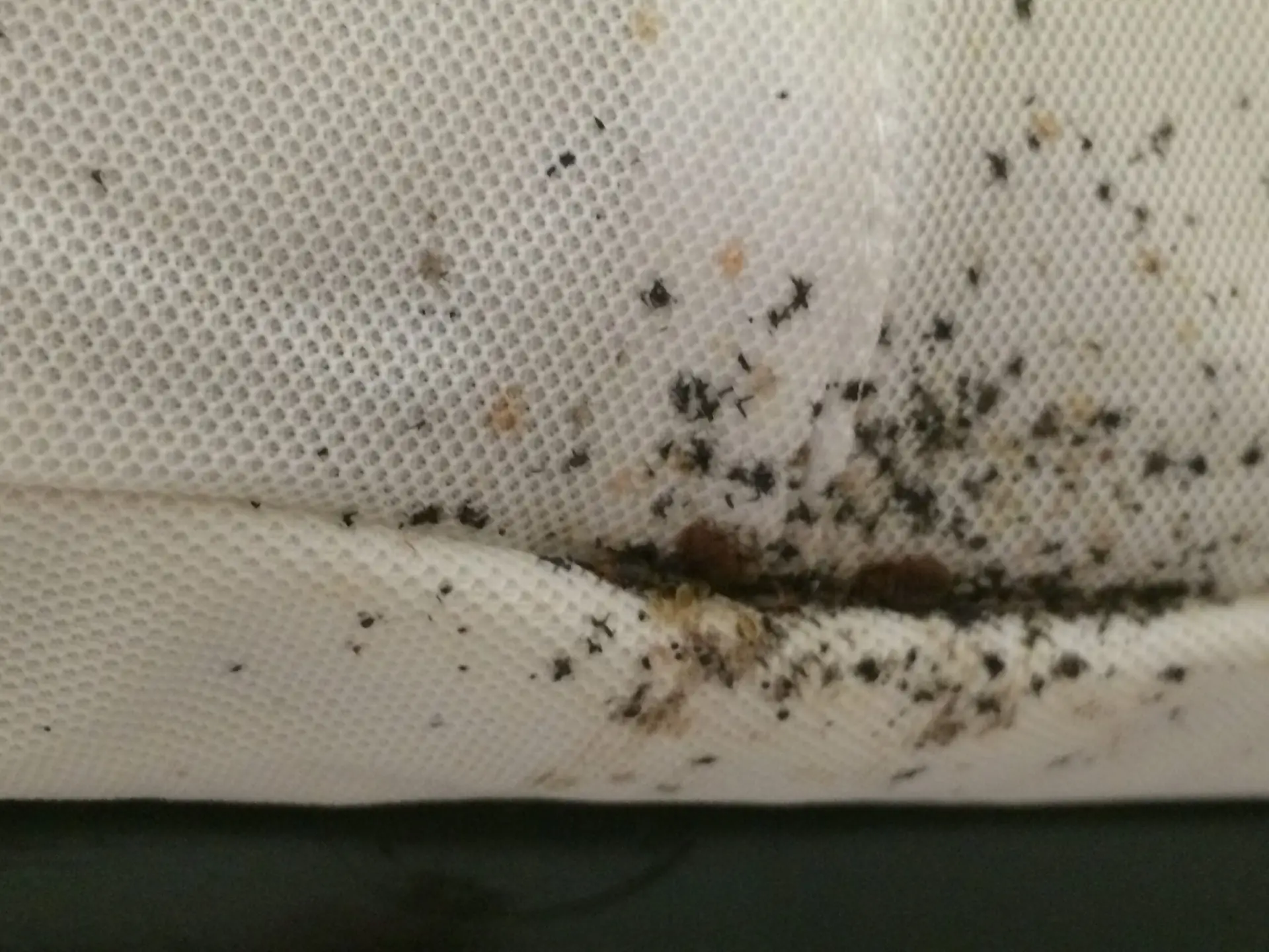Bed bug fecal stains and black spots on mattress seam