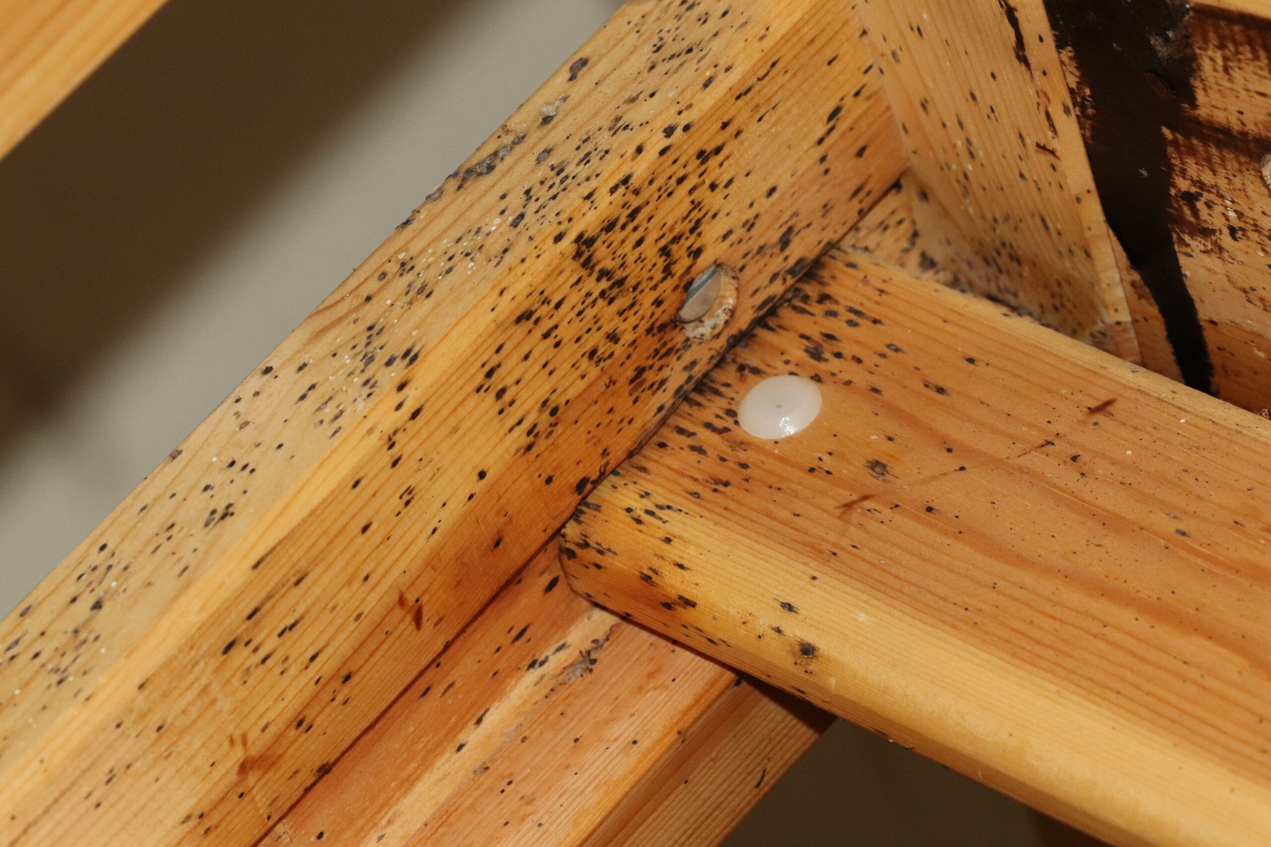 Bed bug fecal trails on bed frame