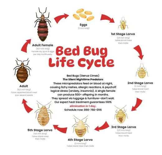 Bed bug life cycle infographic showing egg to adult stages