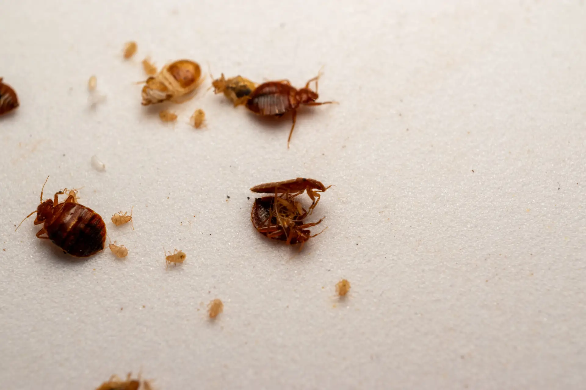 Bed bug life cycle Federal Way WA