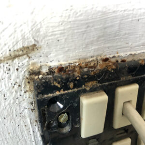 Heavy bed bug infestation behind electrical outlet plate - Custom Bedbug Inc King County Washington hidden harborage