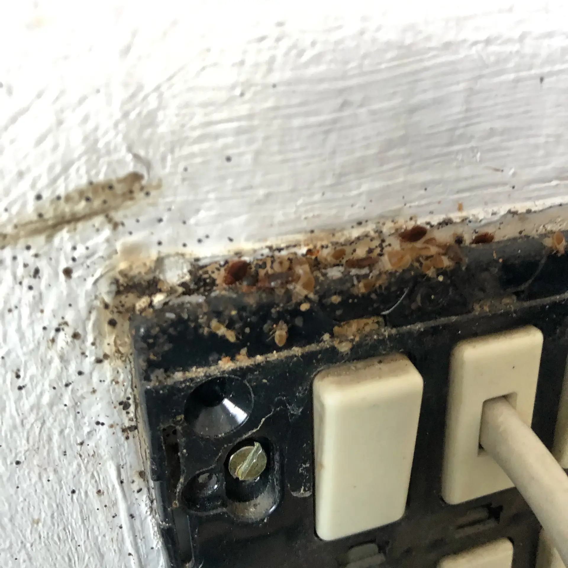 Heavy bed bug infestation behind electrical outlet plate - hidden harborage