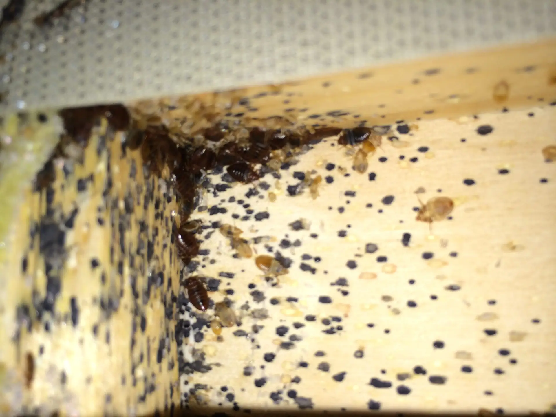 Severe bed bug infestation in headboard crevice with live bugs and fecal stains