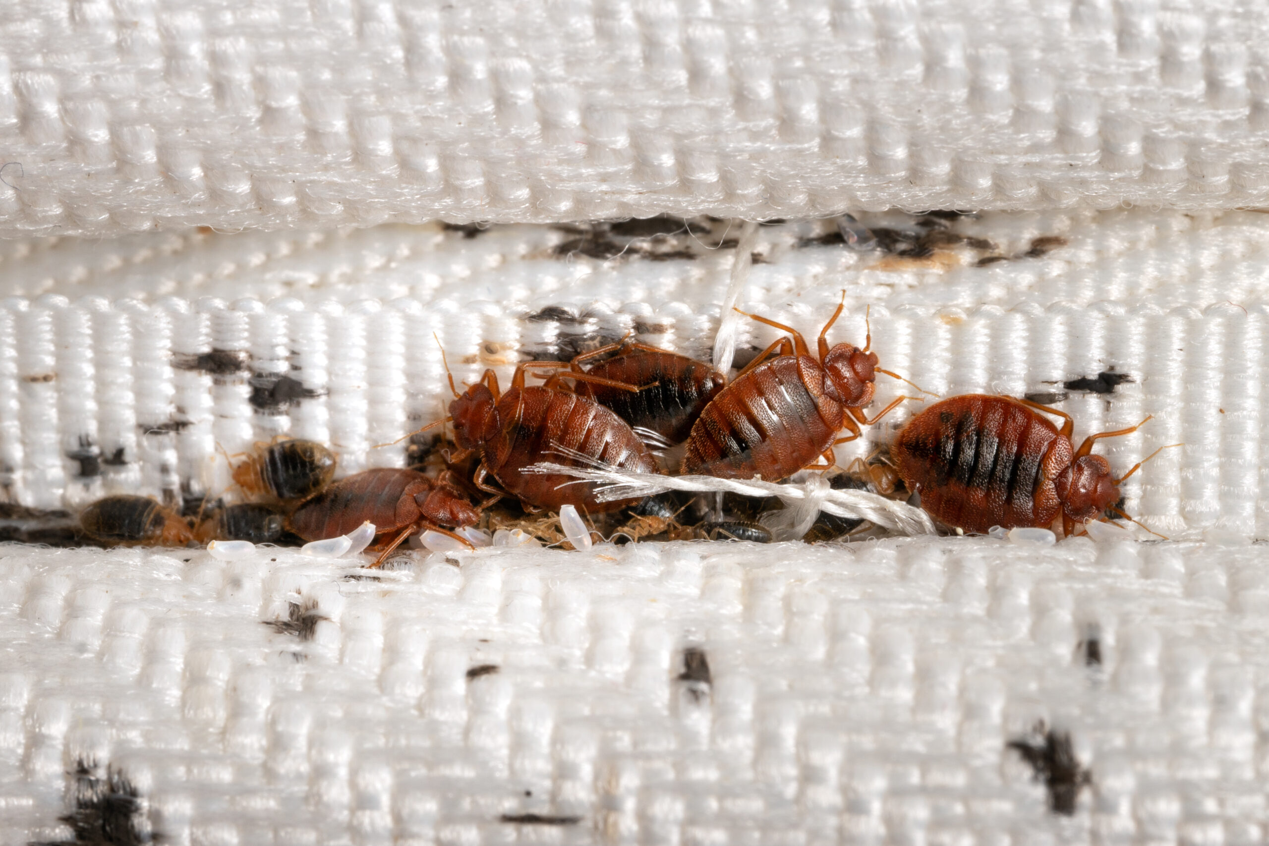 Bed bugs mattress Federal Way WA