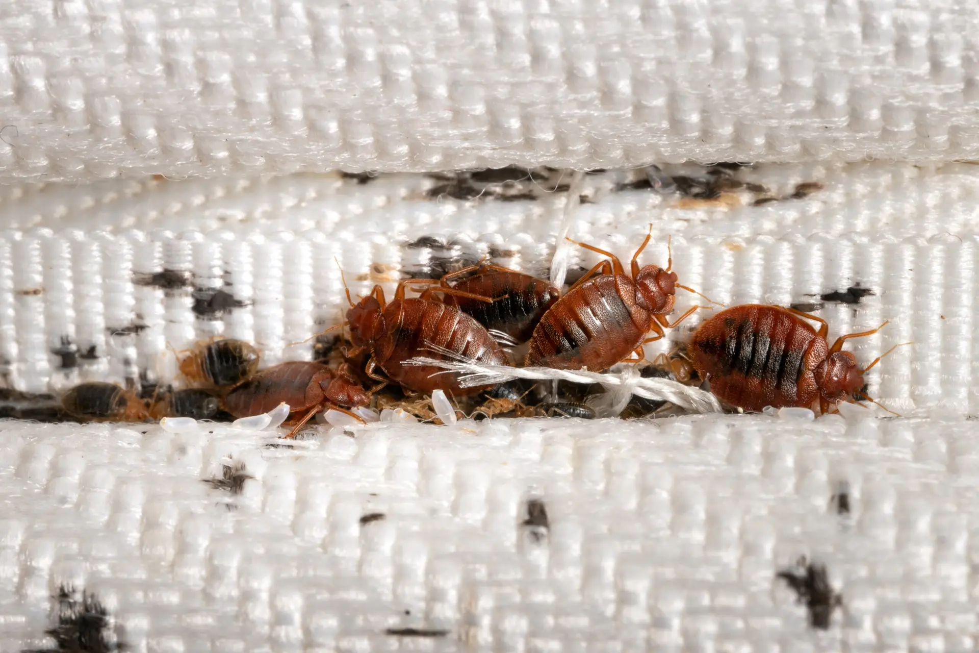 Multiple live bed bugs hiding in mattress piping seam - common harborage spot