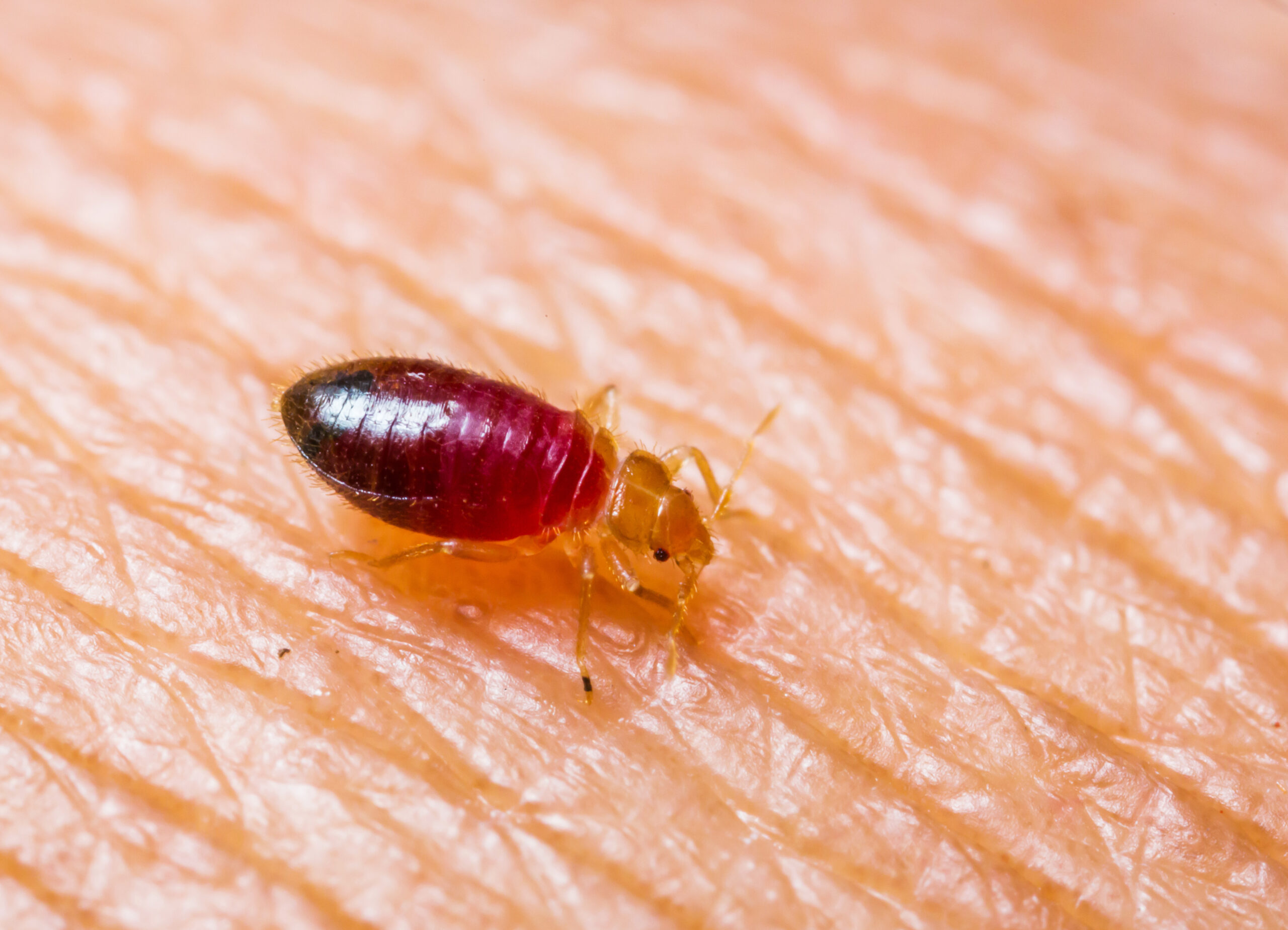 Engorged bed bug after feeding showing swollen red body