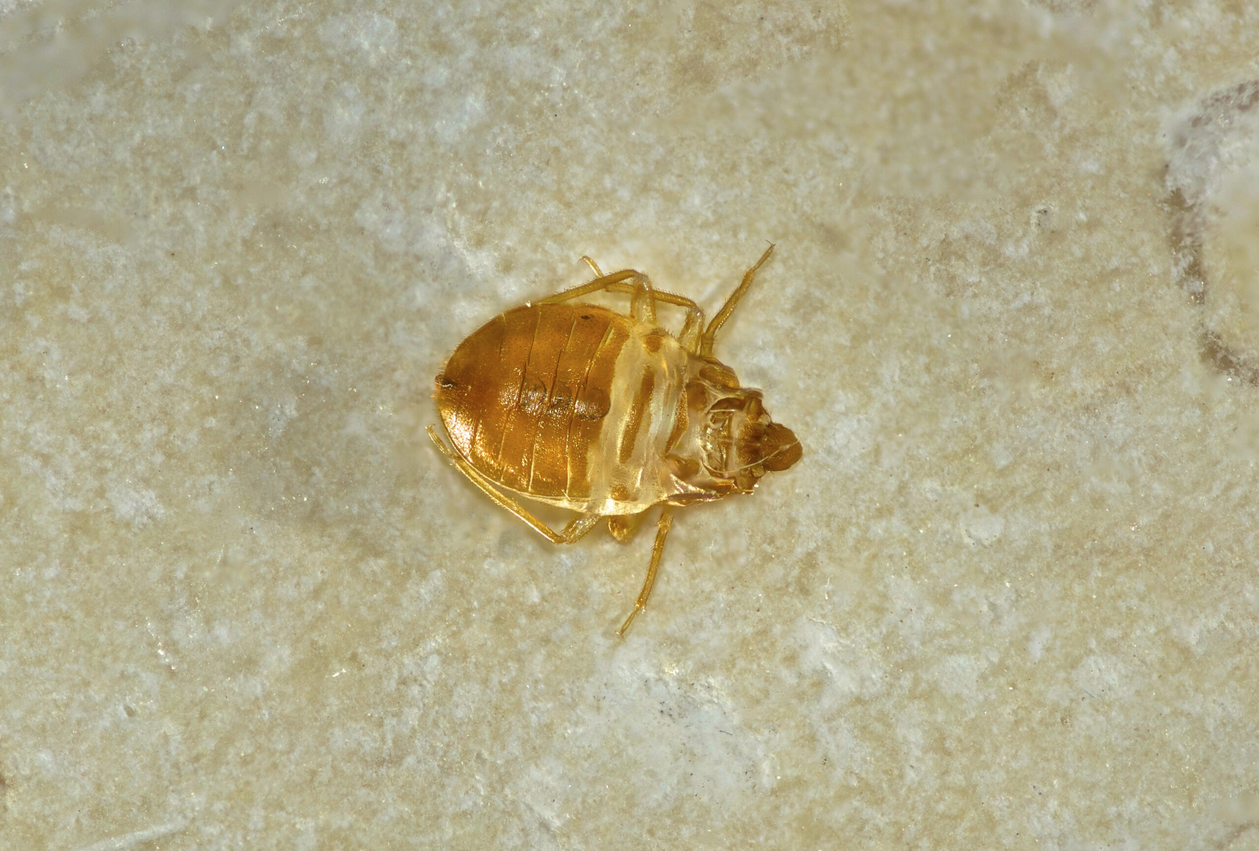 Shed bed bug exoskeleton skins