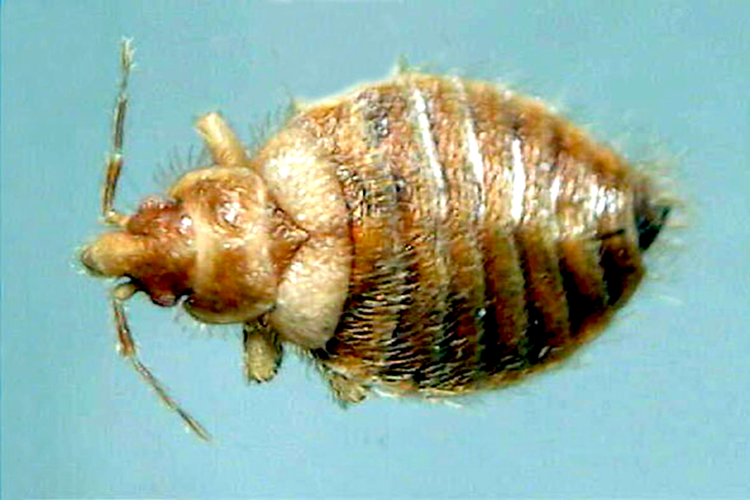 Bat bug comparison to bed bug