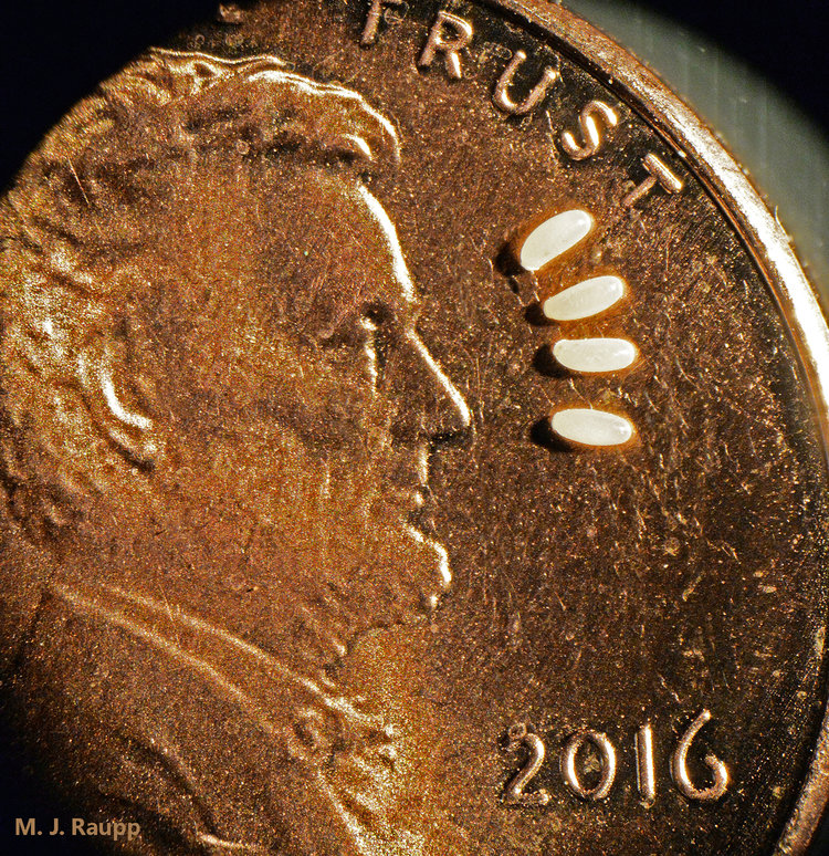 Bed bug next to penny showing actual size comparison