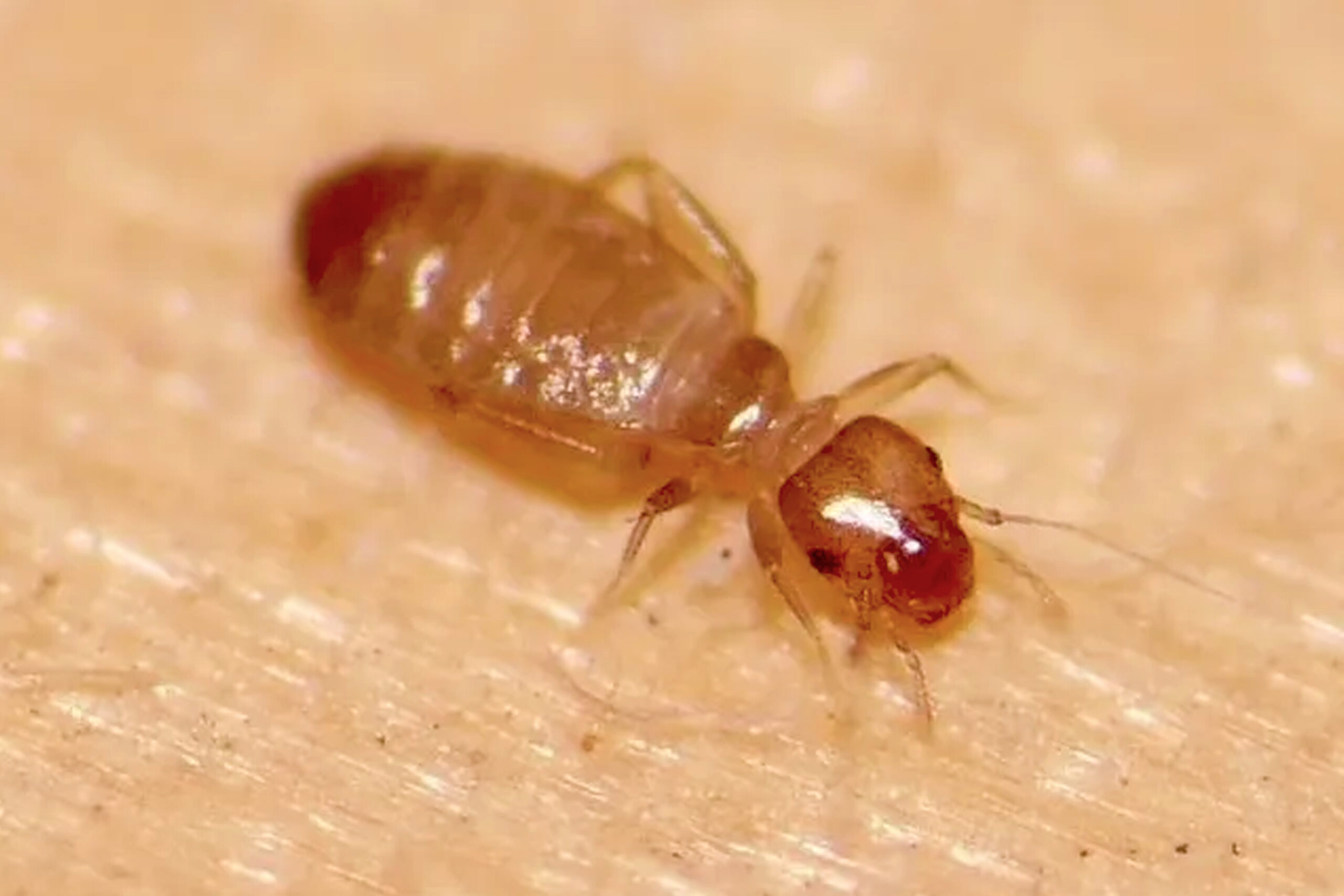 Booklice identification