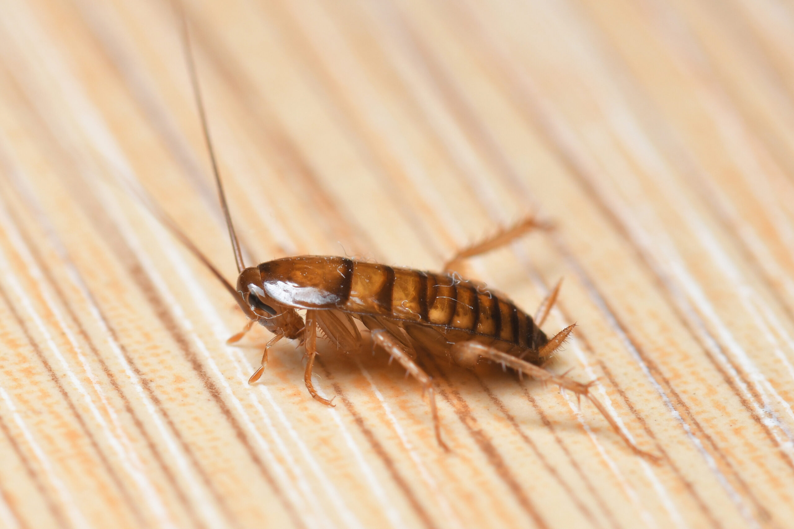 Cockroach nymph vs bed bug