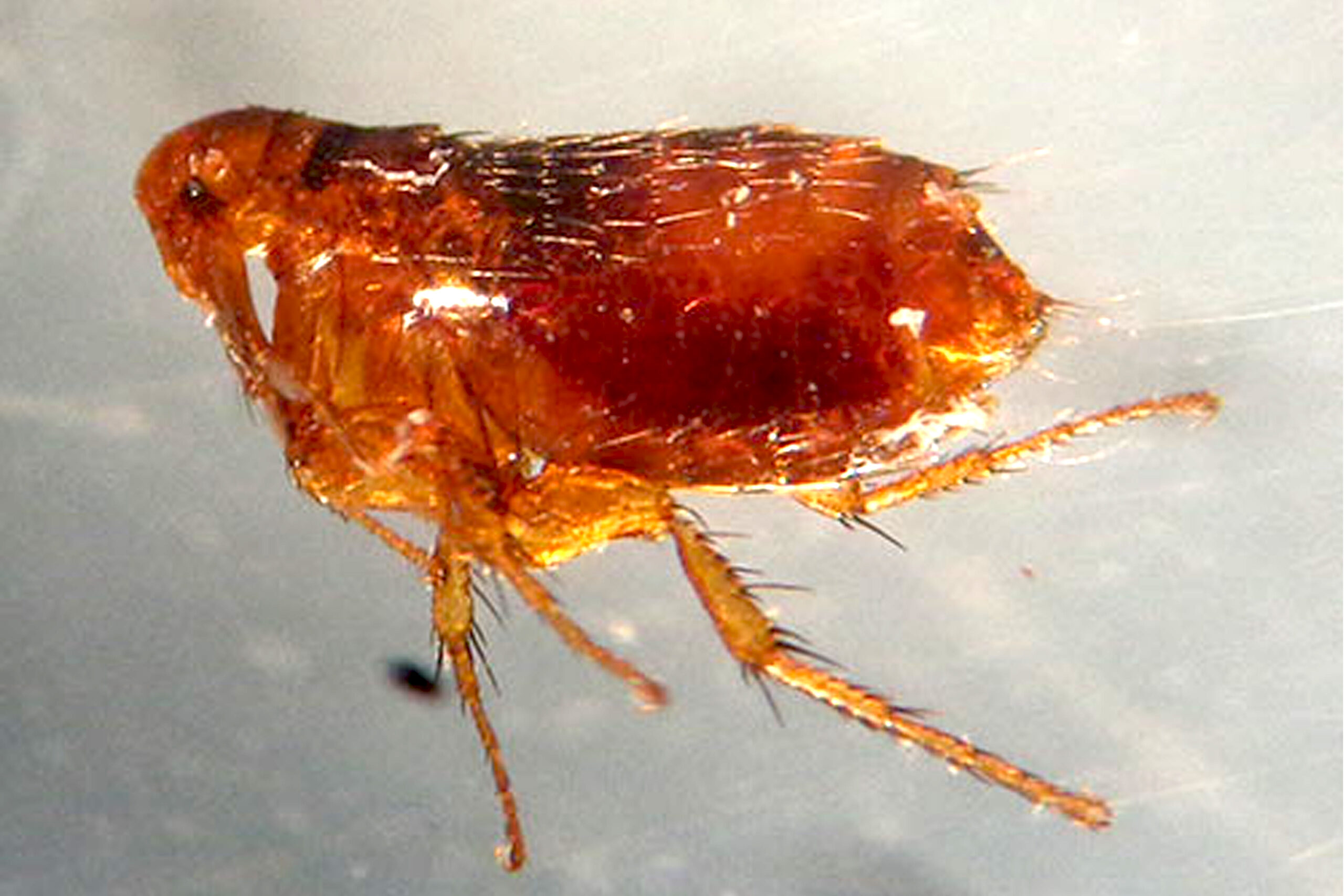 Flea comparison to bed bug