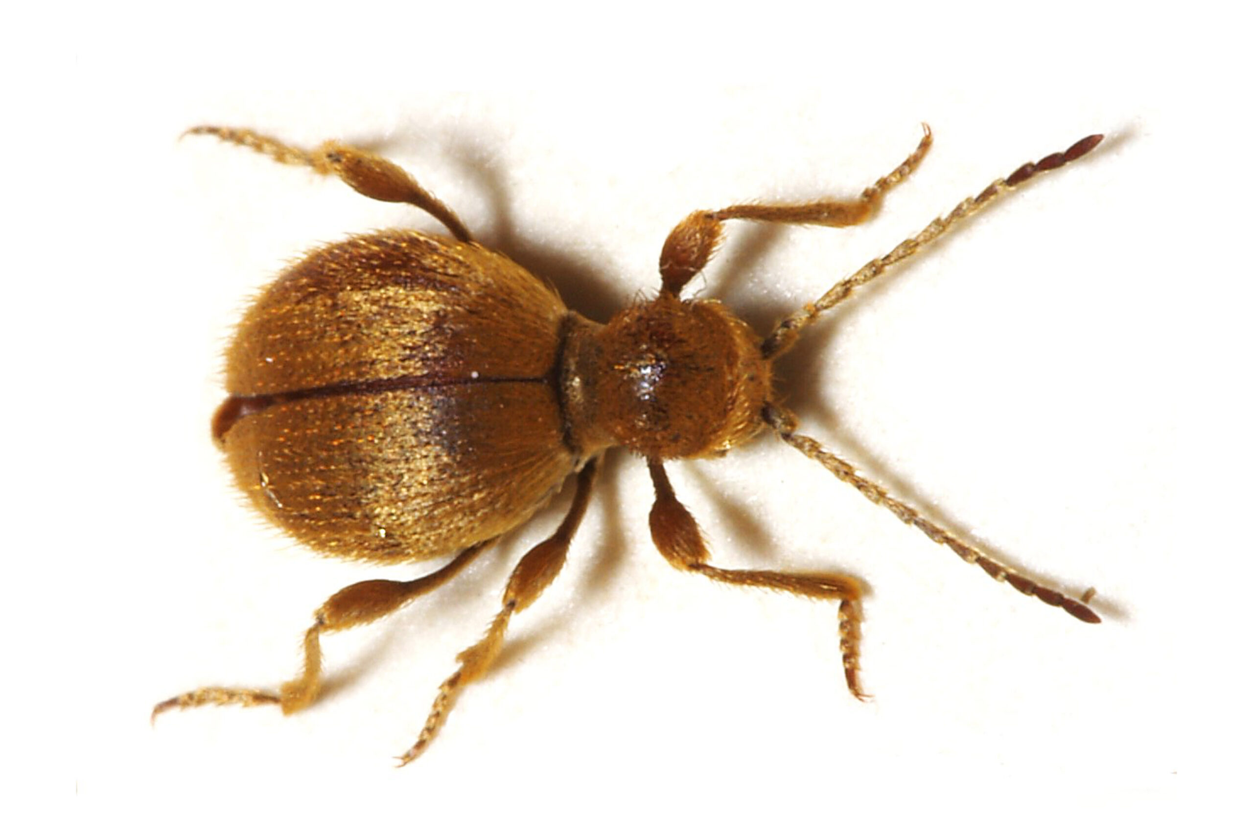 Spider beetle mistaken for bed bug