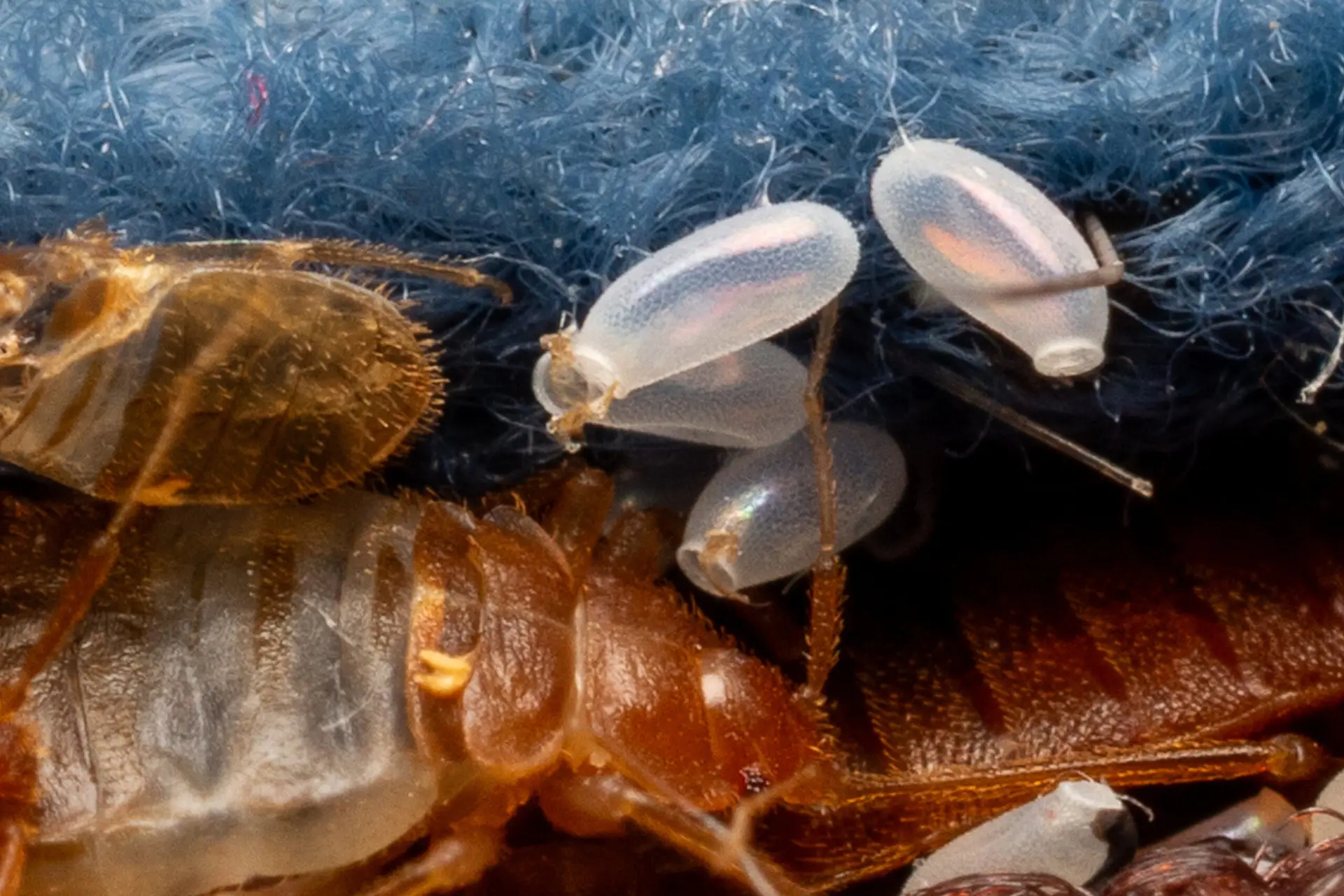 Bed bug eggs Federal Way WA
