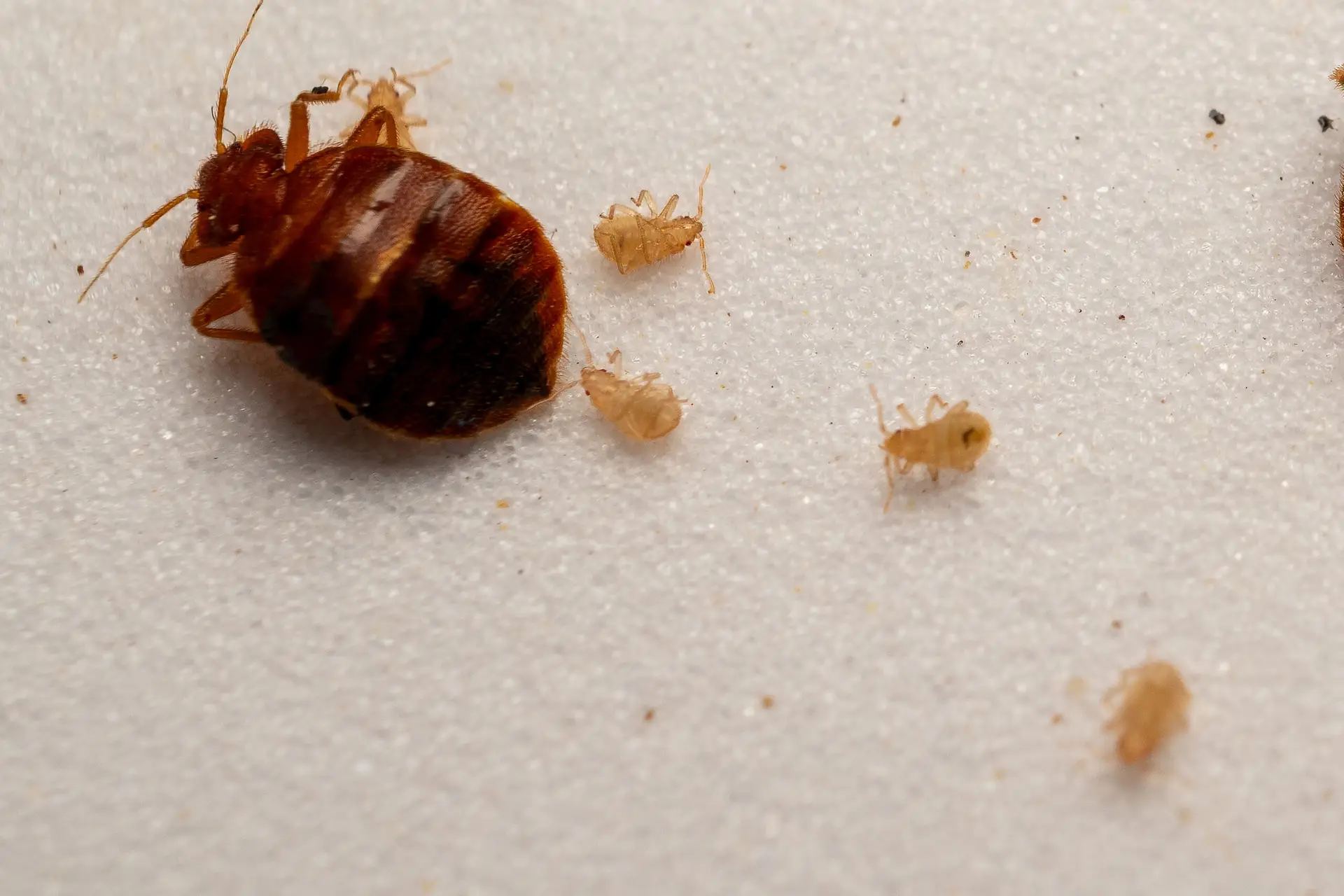 Adult bed bug with young nymphs showing size comparison for identification